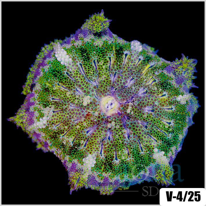 Grade B Maxi Mini Carpet Anemone