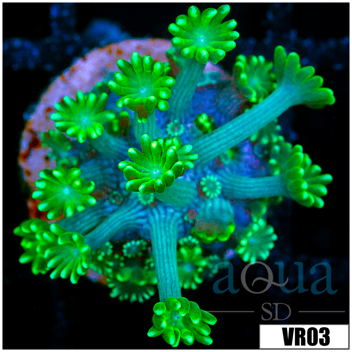 Neon Alveopora