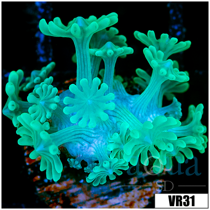 Neon Alveopora