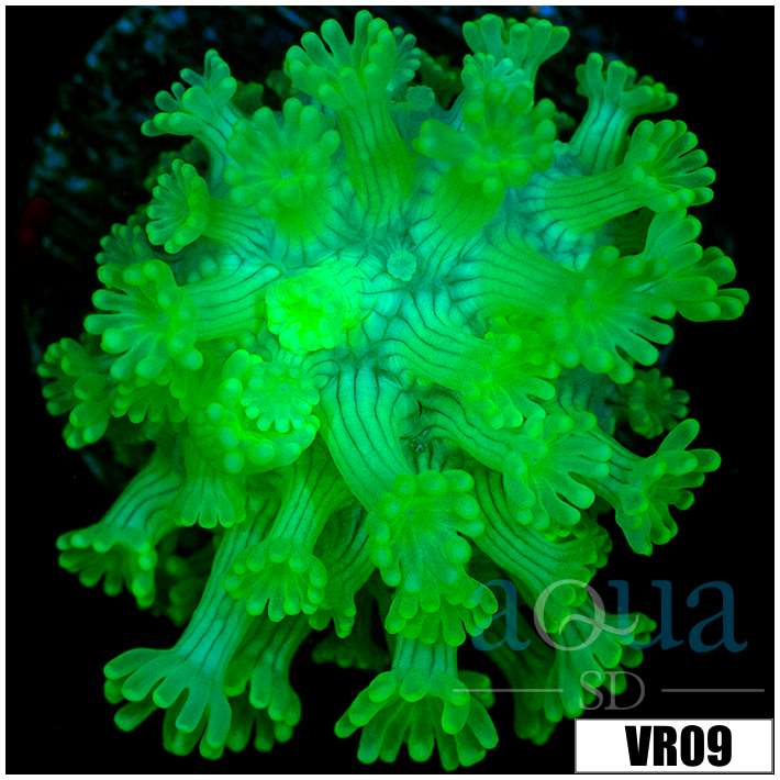 Neon Alveopora