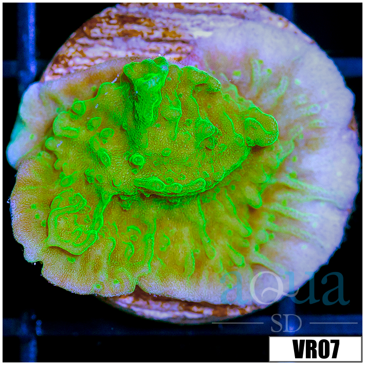 Neon Montipora
