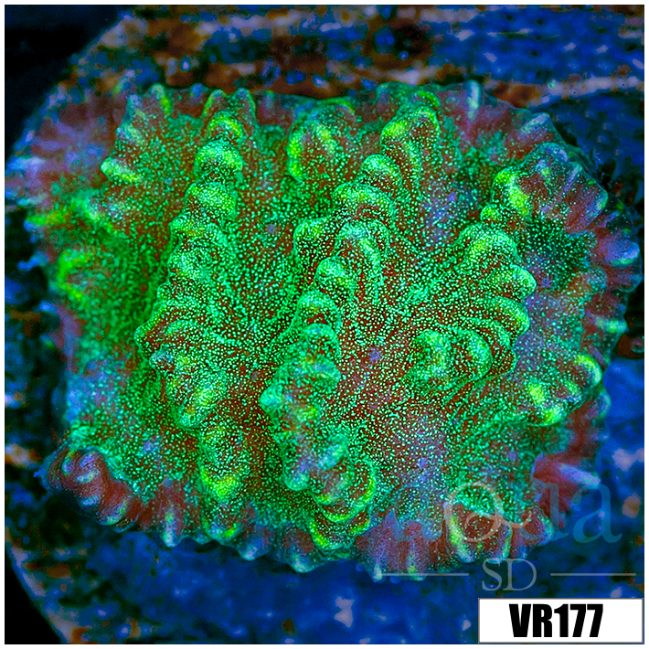 Sparkling Merulina Ampliata