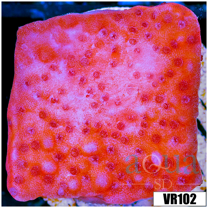 Orange Phoenix Montipora