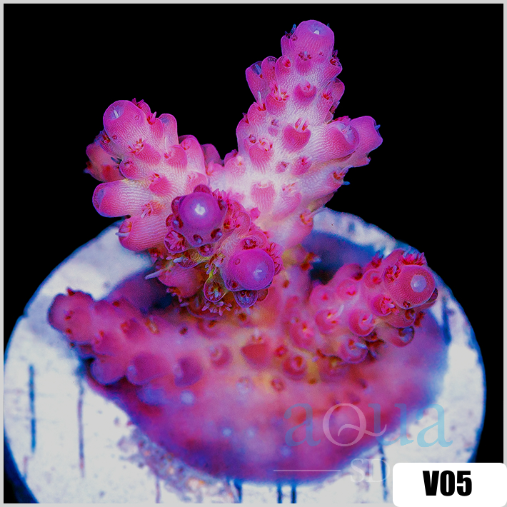Strawberry Tort Acropora