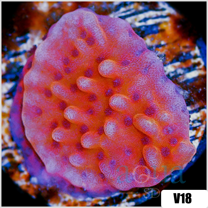 Orange Phoenix Montipora