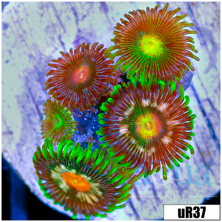 ASD Daisy Cutter Zoanthids