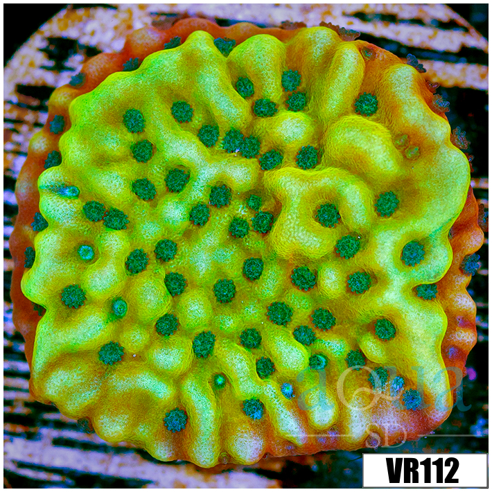 Kung Pao Montipora