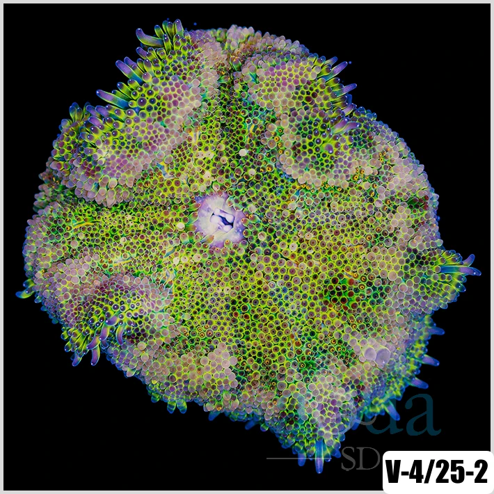Grade B Maxi Mini Carpet Anemone