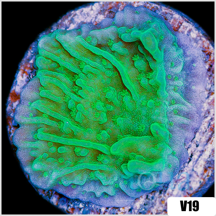 Neon Montipora
