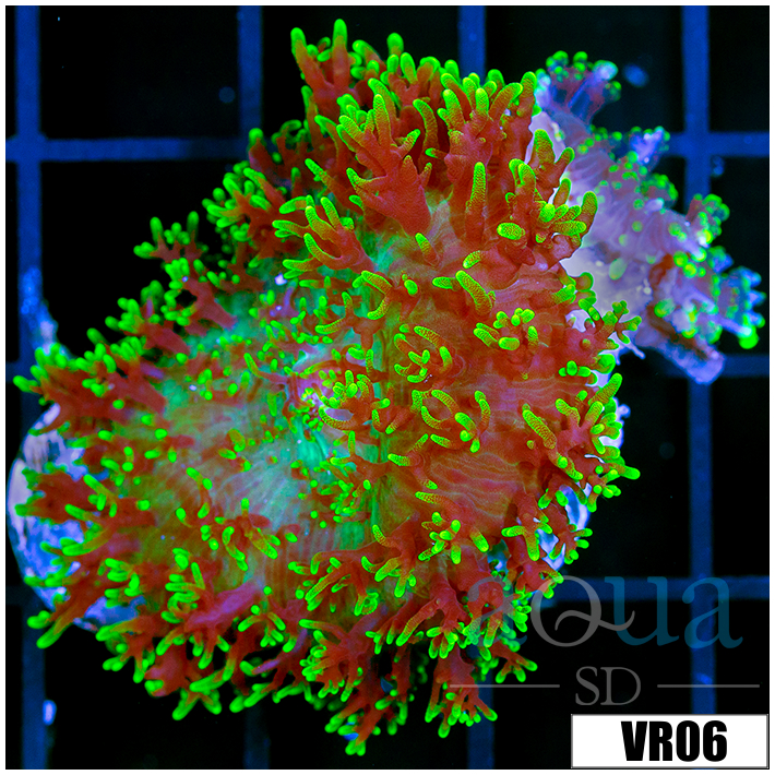 Nuclear Fuzzy Mushroom