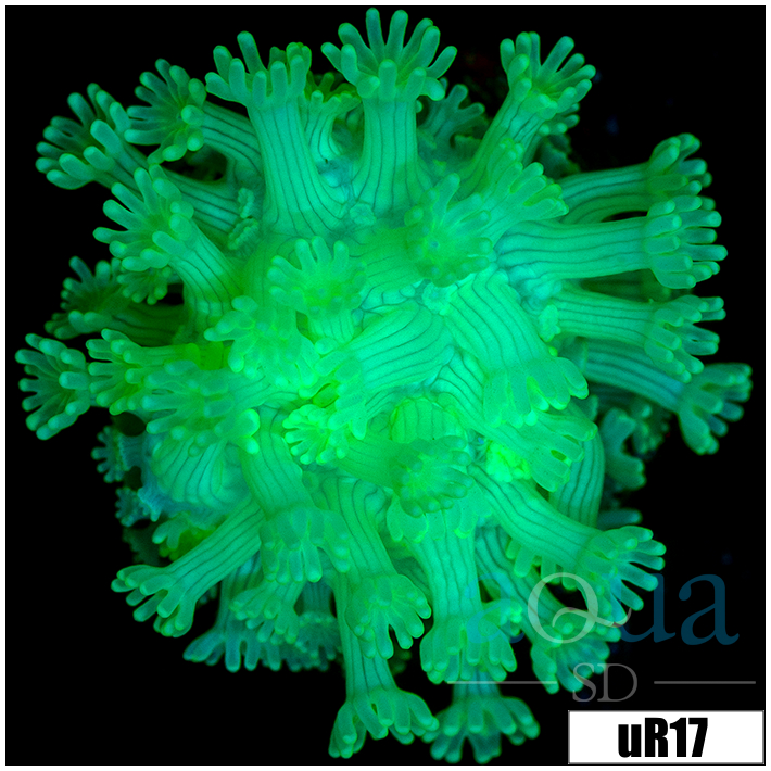 Green Petals Alveopora