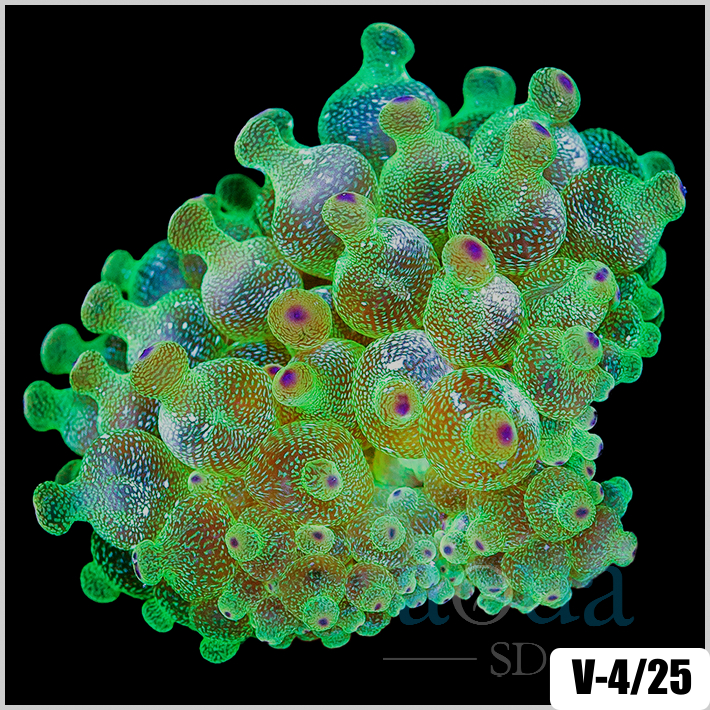 ASD Nuclear Bubbletip Anemone