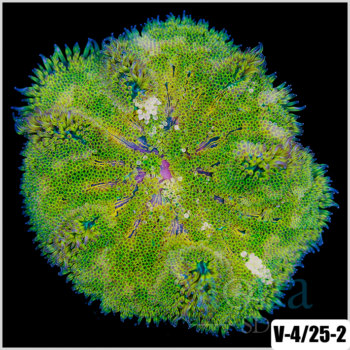 Grade B Maxi Mini Carpet Anemone