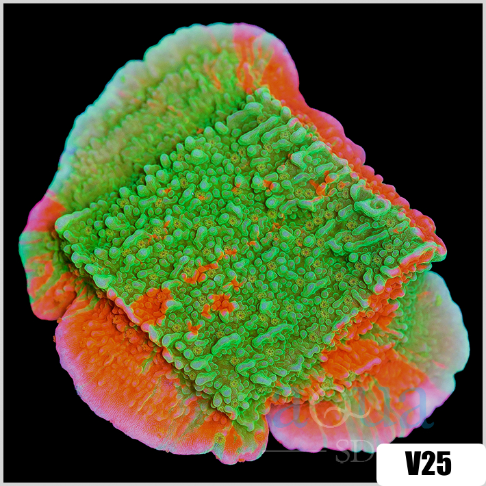 ASD Grafted Montipora