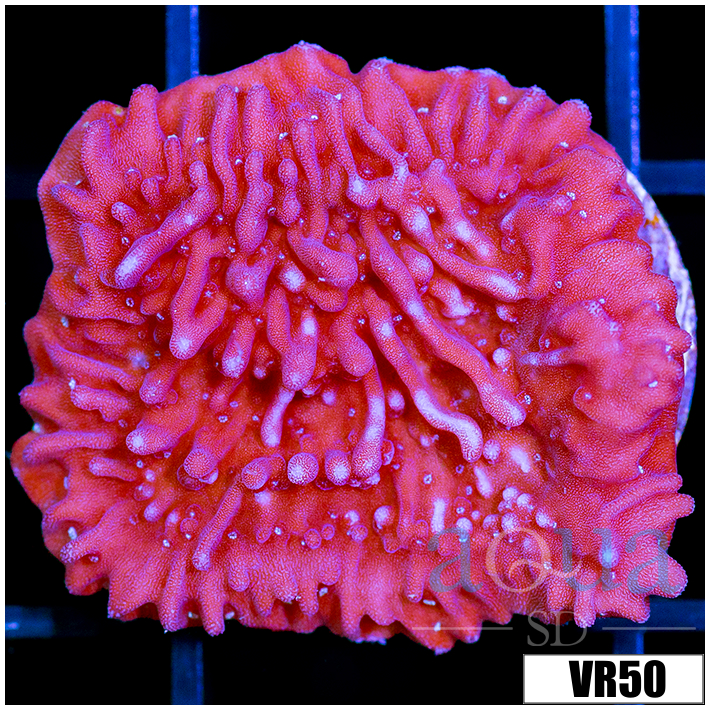 Purple Haze Montipora