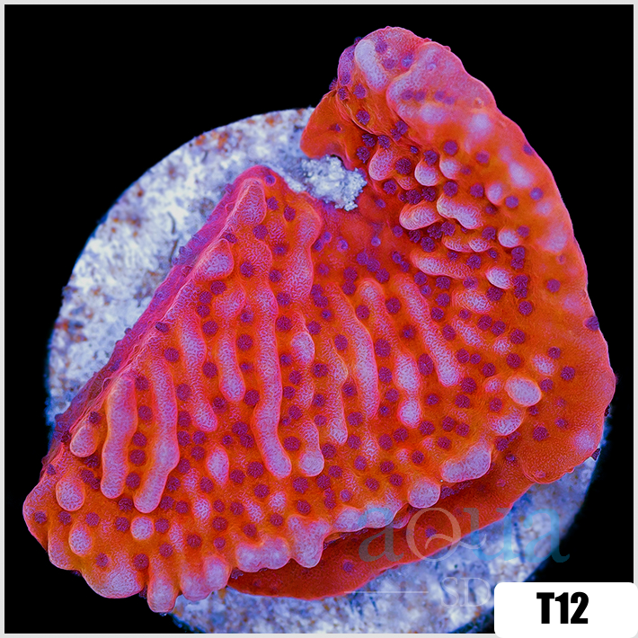 Orange Phoenix Montipora