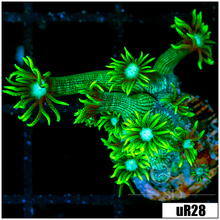 Neon Star Goniopora