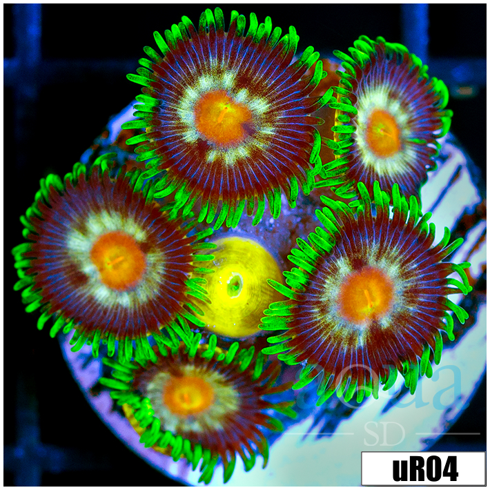 ASD Daisy Cutter Zoanthids
