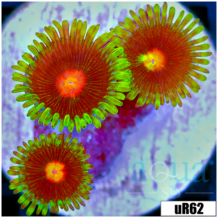 ASD Daisy Cutter Zoanthids