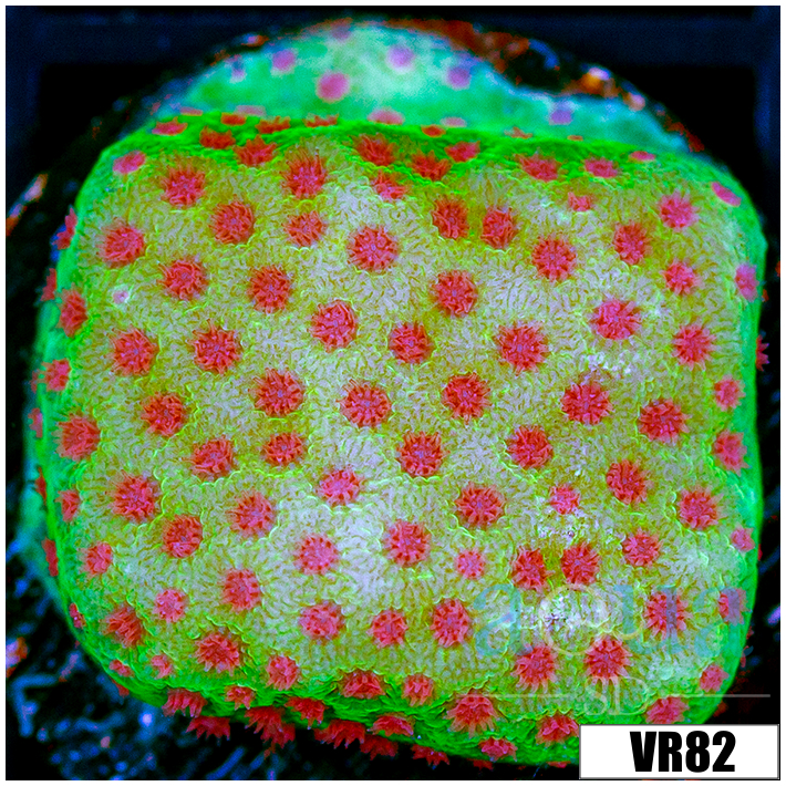 Strawberry Fields Montipora