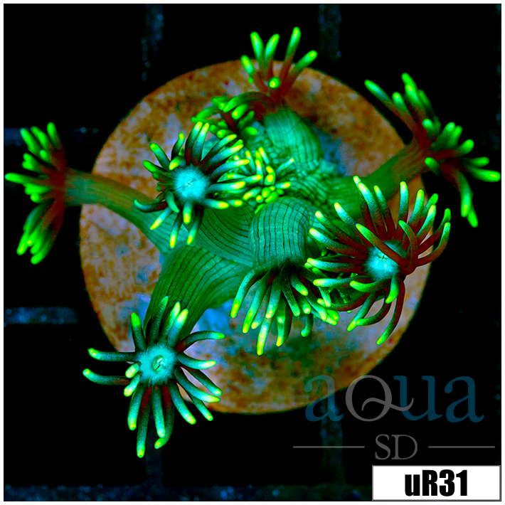 Neon Star Goniopora
