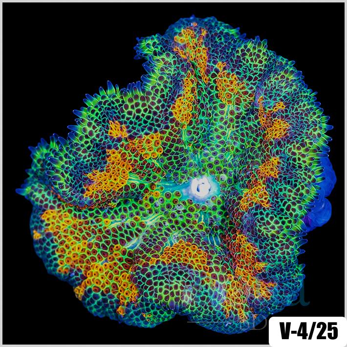 Grade A Maxi Mini Carpet Anemone