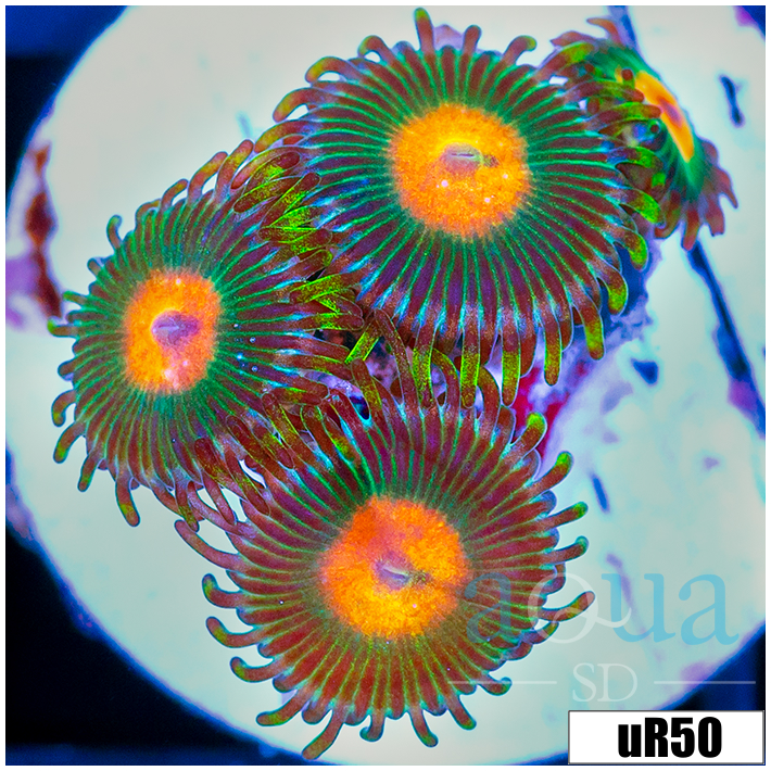 Gator Eyes Zoanthids