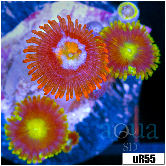 ASD Combo Zoanthids