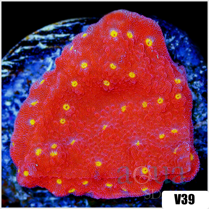 Sunburst Montipora