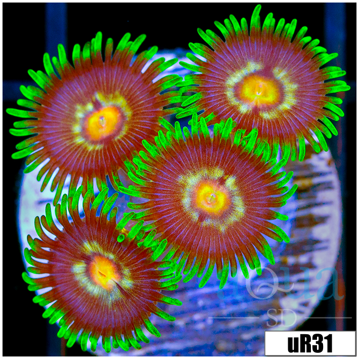 ASD Daisy Cutter Zoanthids