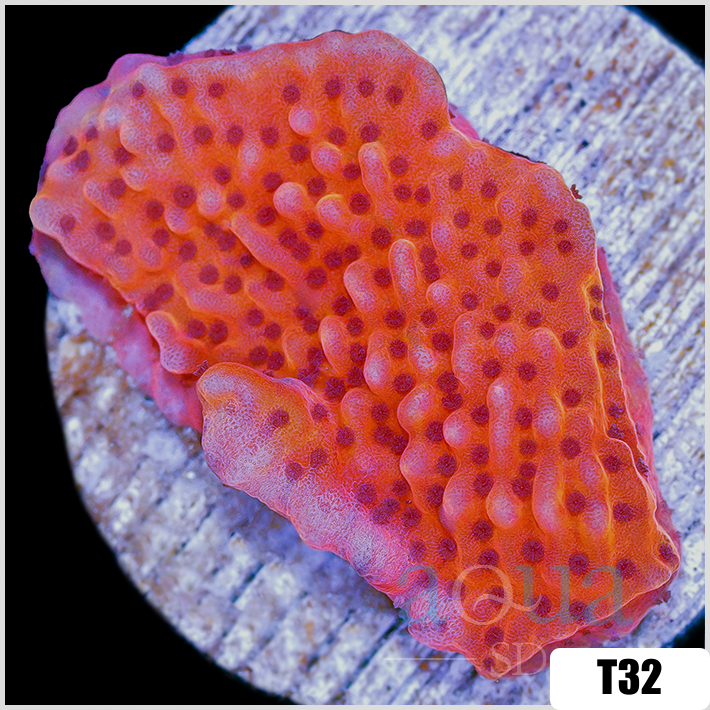 Orange Phoenix Montipora