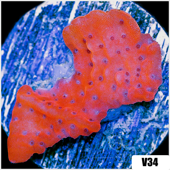 Orange Phoenix Montipora