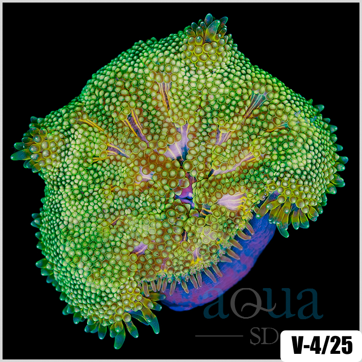 Grade B Maxi Mini Carpet Anemone