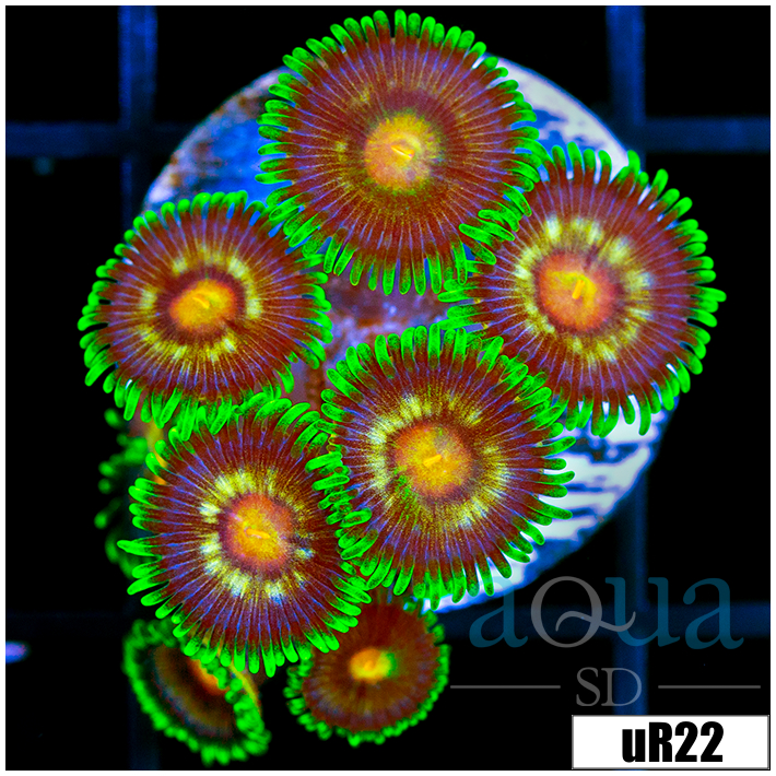 ASD Daisy Cutter Zoanthids