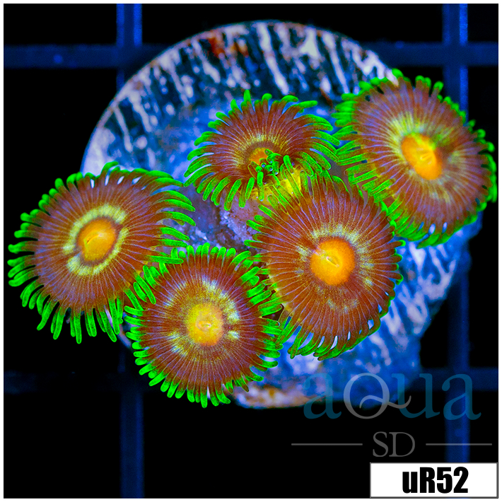 ASD Daisy Cutter Zoanthids