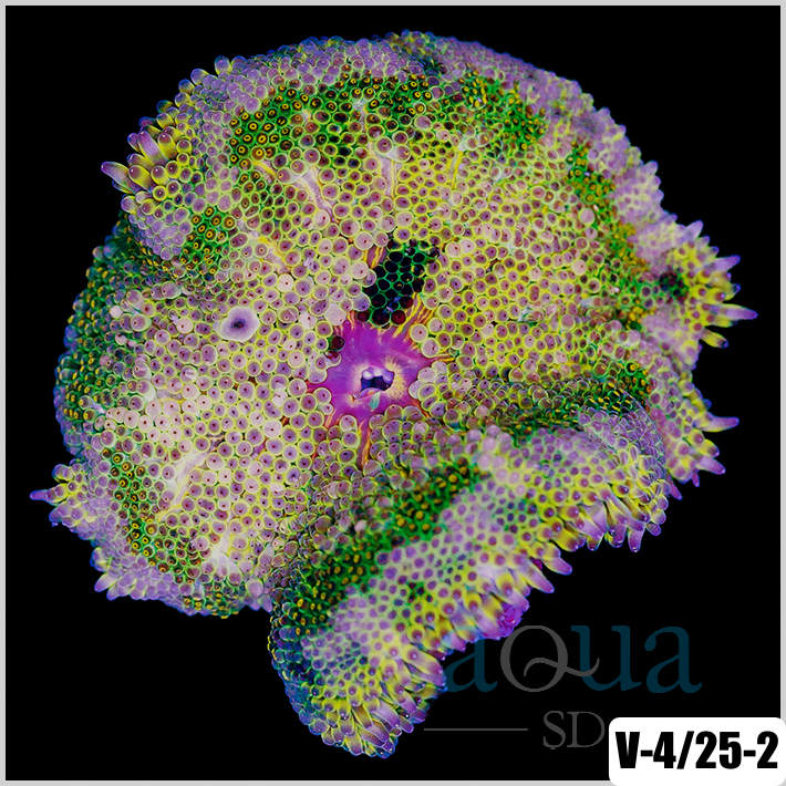 Grade B Maxi Mini Carpet Anemone