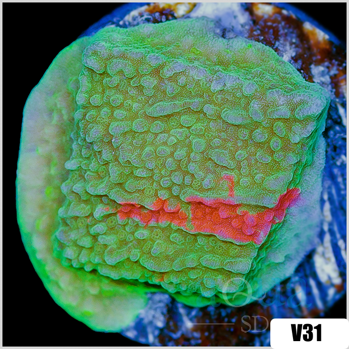 ASD Grafted Montipora