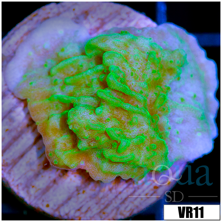 Neon Montipora