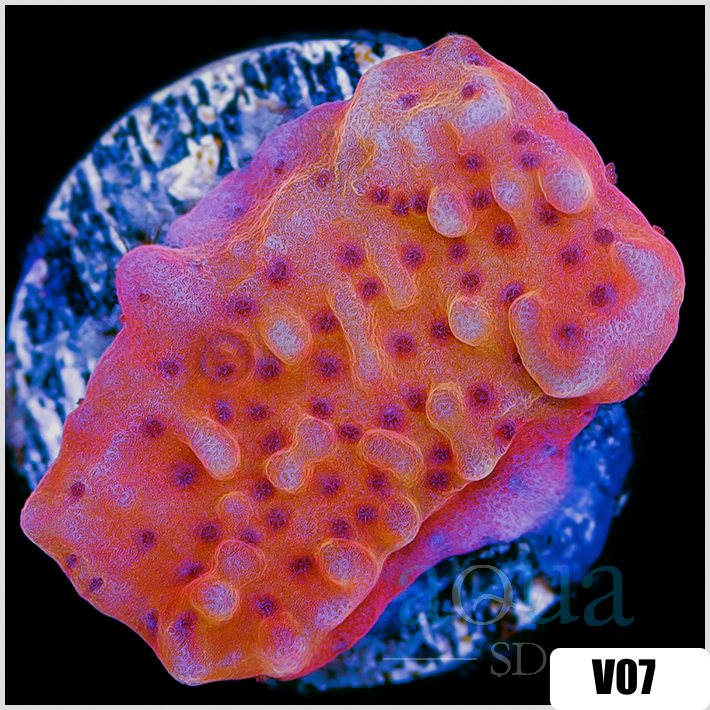 Orange Phoenix Montipora