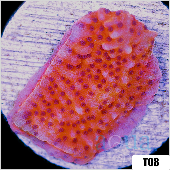 Orange Phoenix Montipora