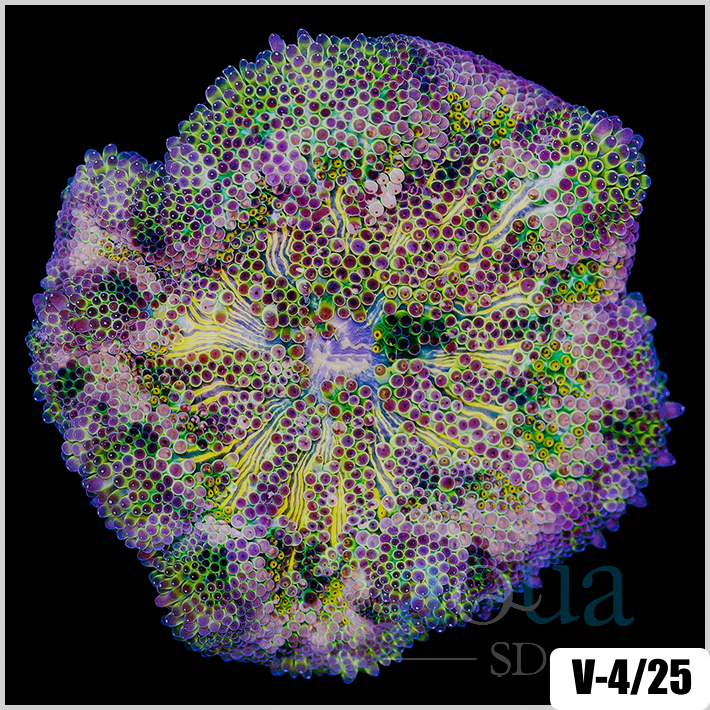 Grade B Maxi Mini Carpet Anemone