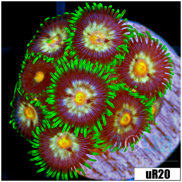 ASD Daisy Cutter Zoanthids