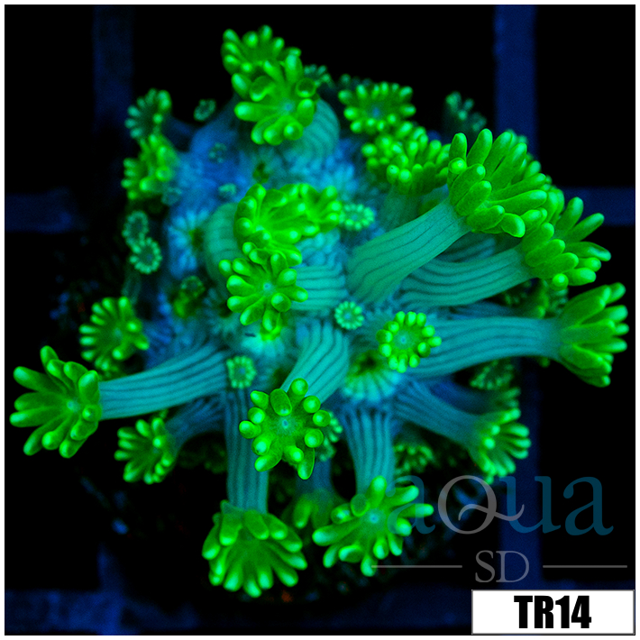 Green Petals Alveopora