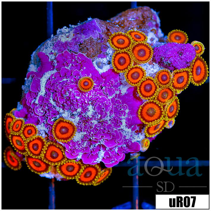 Watermelon Rasta Zoanthids Colony