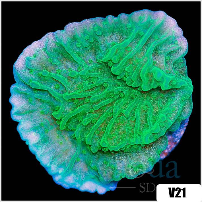 Neon Montipora