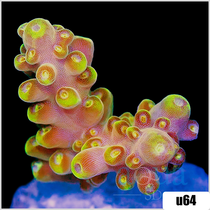 Bumblebee Tort Acropora