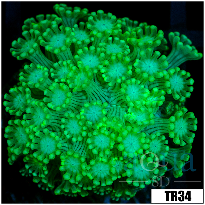 Green Petals Alveopora