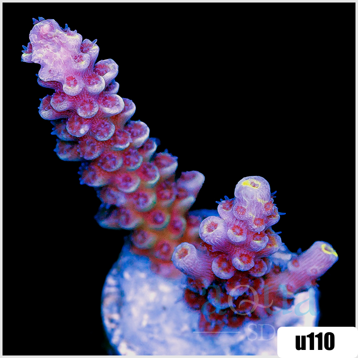 ASD Rainbow Tenuis Acropora