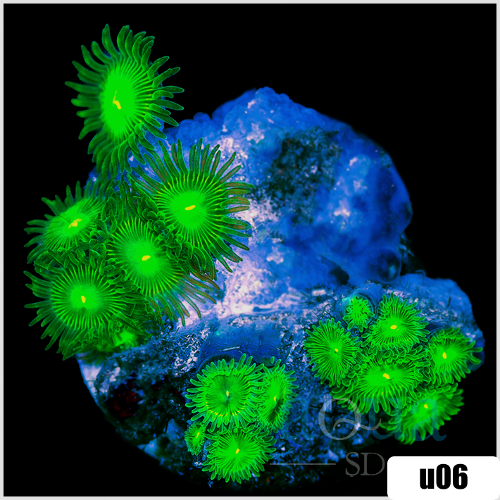 Dragon Eyes Zoanthids