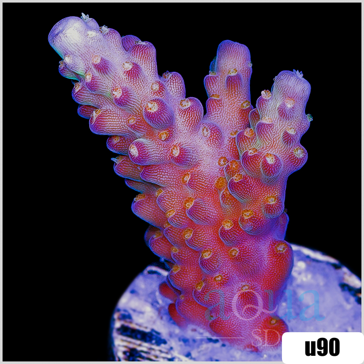 BC Bubblebath Unicorn Acropora